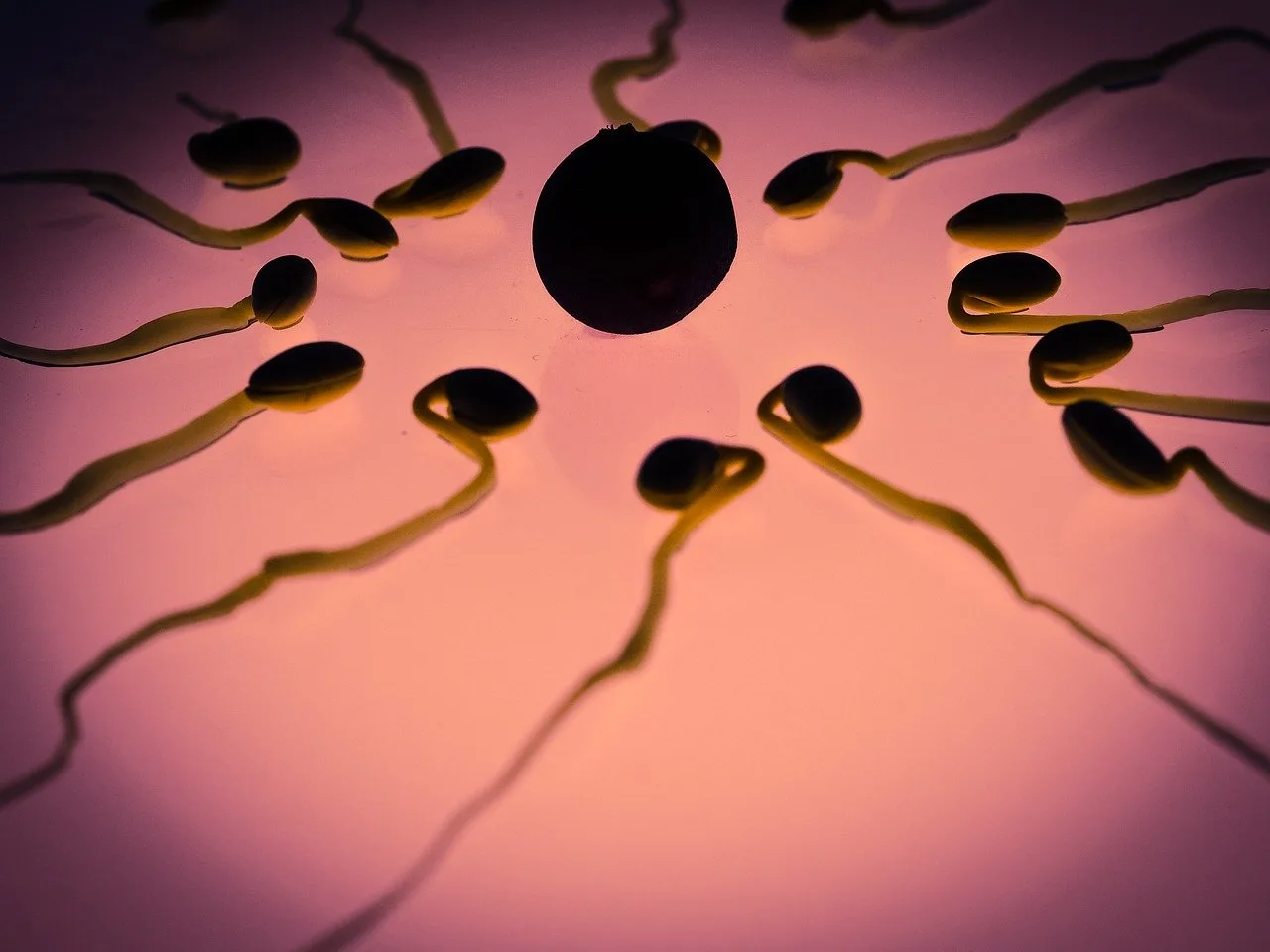 calculer sa date d'ovulation