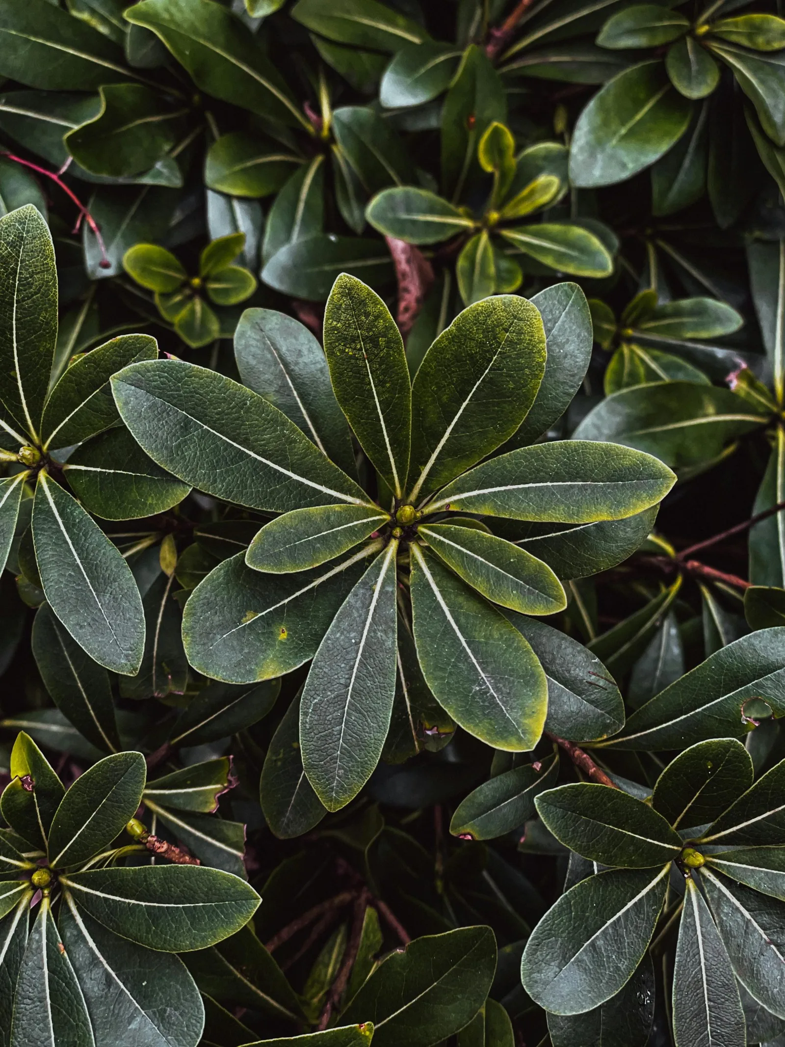 pexels bilalfurkankosar 11257587