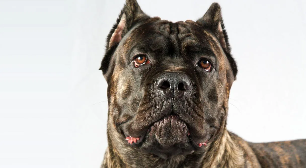 Cane corse : des conseils pour prendre soin de lui en hiver